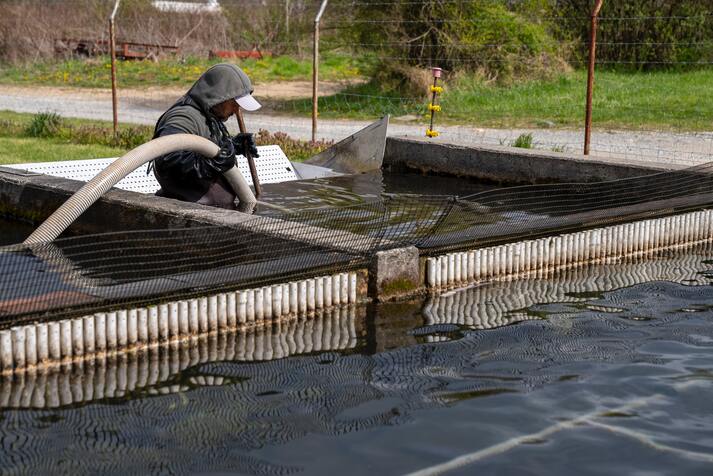 Cara Menjaga Kualitas Air Kolam Ikan